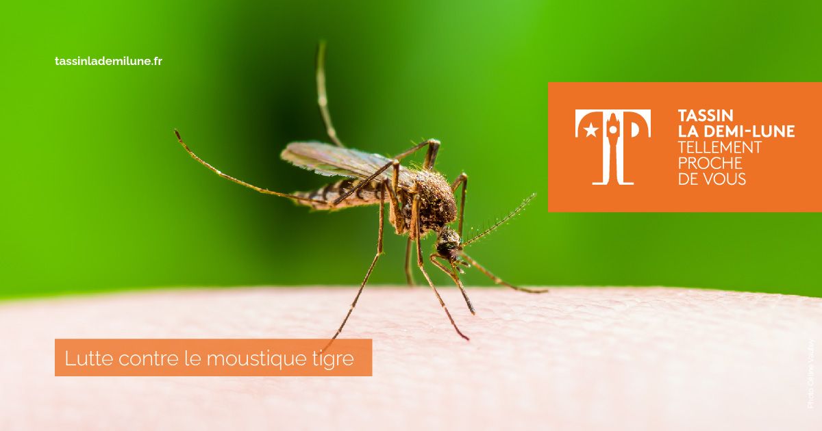 Lutte contre le moustique tigre - Site officiel de la ville de